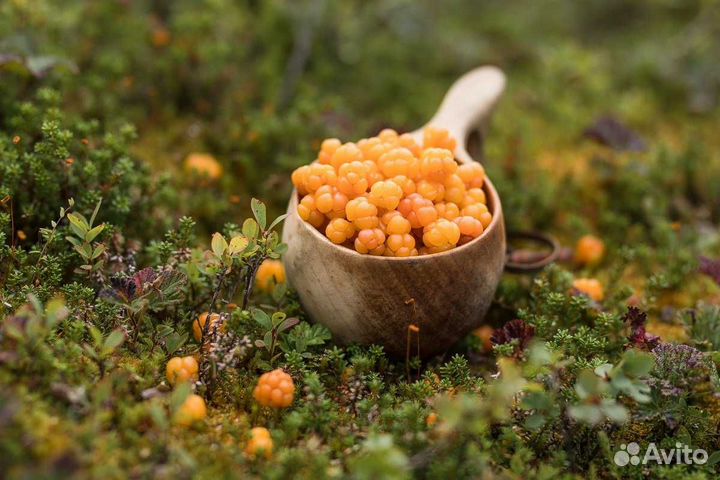 Морошка, семена