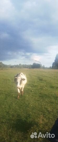 Корова, теленок