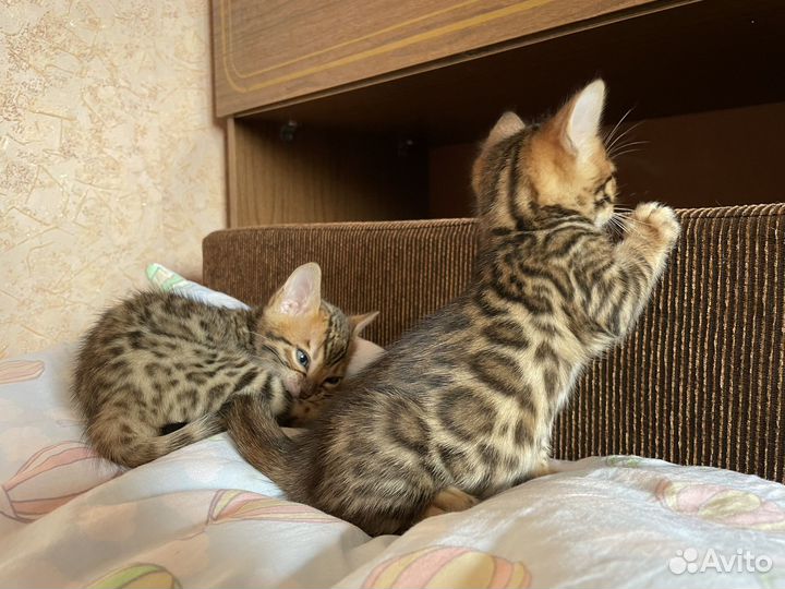 Котята бенгальские