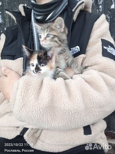 Котята в добрые руки
