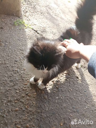 Кошка