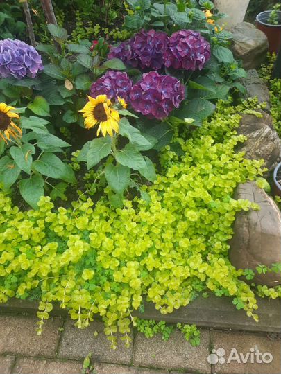 Вербейник монетчатый