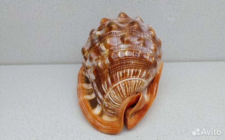 Длина 17,102 морская ракушка раковина