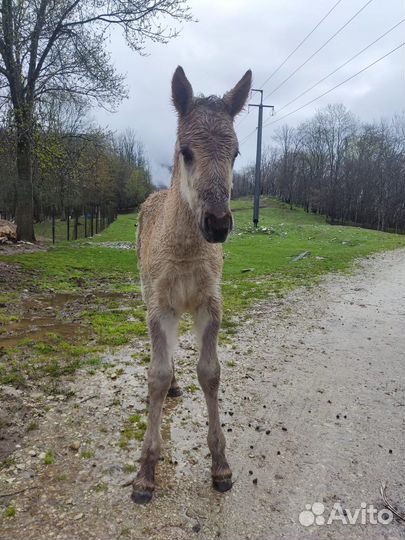 В продаже лошадь