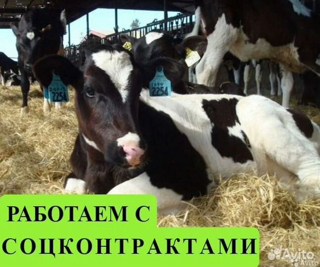 Бычки и телята от месяца