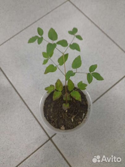 Клематис крупноцветковый Тучка