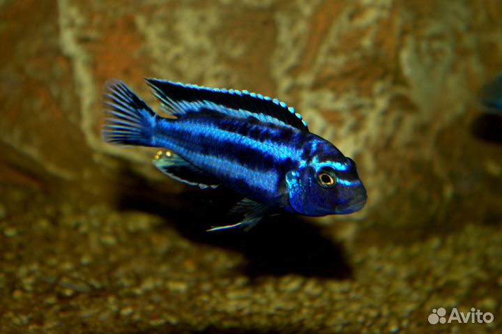 Цинотиляпия кобуе и другие цихлиды Малави