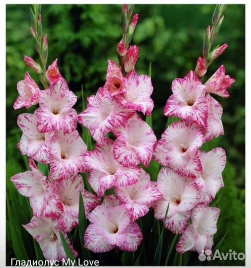 Гладиолусы луковицы