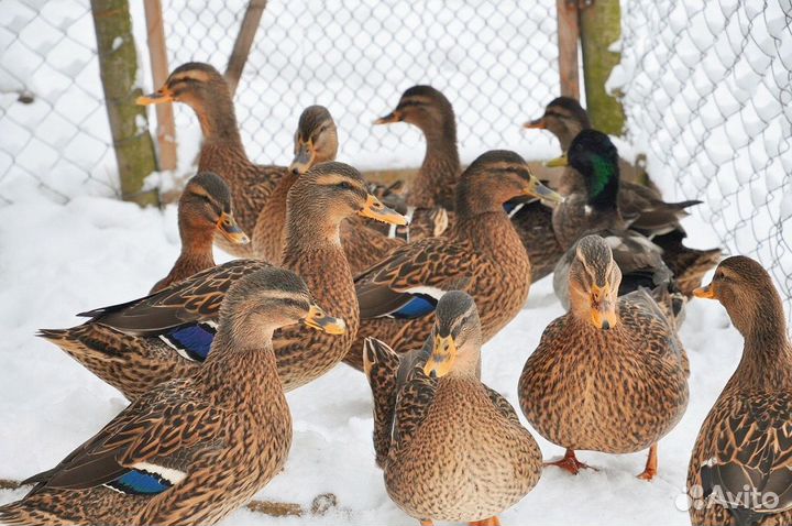 Подсадные утки