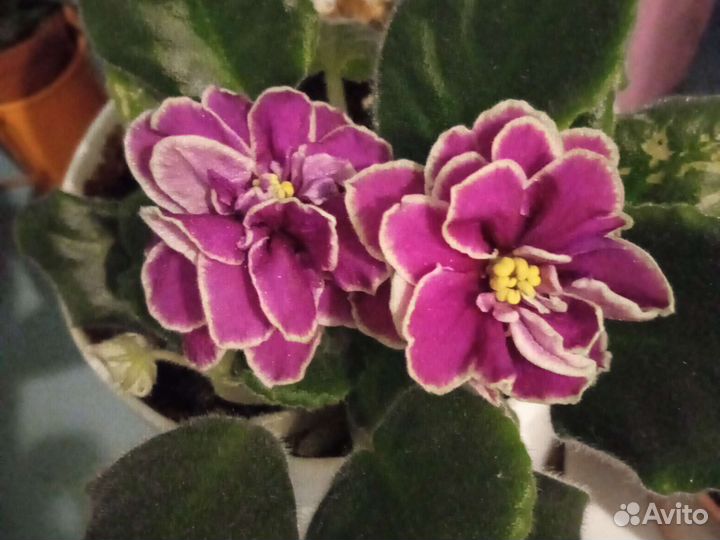 Комнатные растения