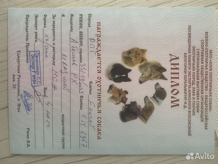 Русская пегая гончая