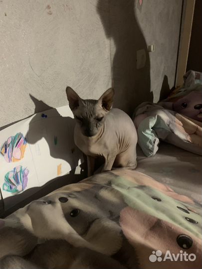 Донской сфинкс