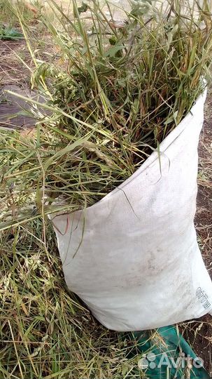 Трава свежая