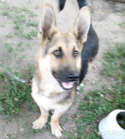 Щенок в добрые руки бесплатно