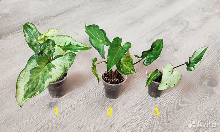 Сингониумы