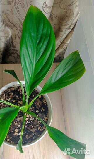 Спатифиллум Каннолистный