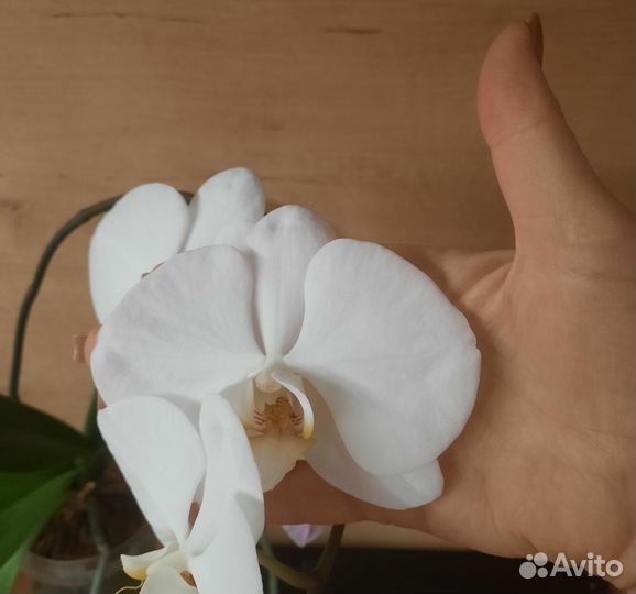 Орхидея фаленопсис