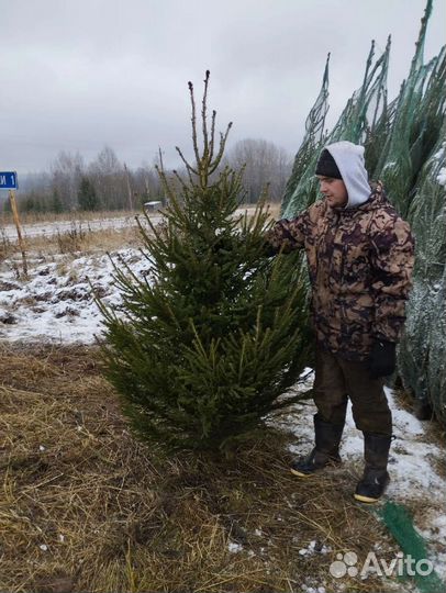 Ель новогодняя