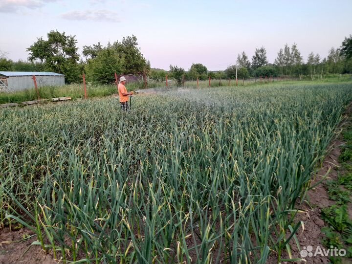 Продам чеснок