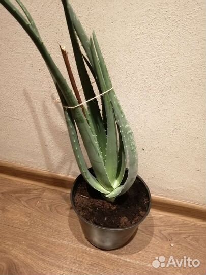 Алоэ вера 4-5летнее