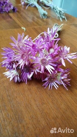 Ксерантемум букет