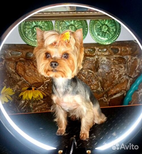 Груминг: услуги грумера Анапа и Анапский район