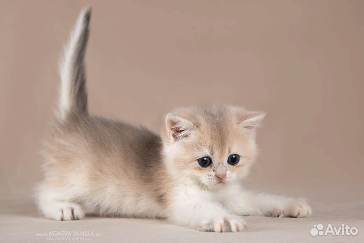 Мальчик голубое золото ay11 Dior