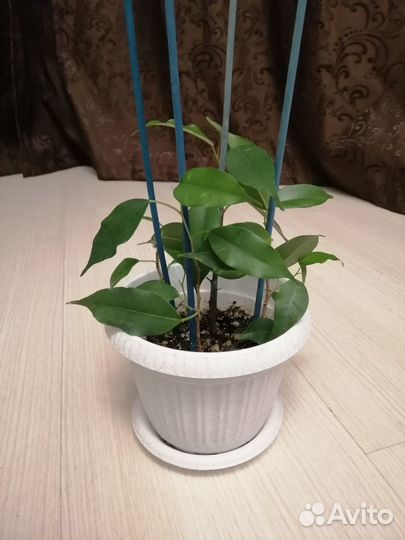 Фикус бенджамина Даниэль