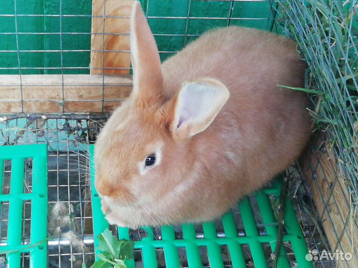 Кролики бургундские