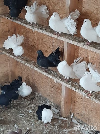 Голуби Павлины и Почтовые