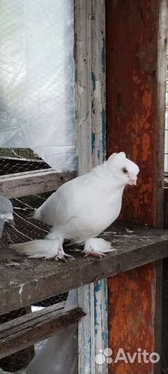 Бойные голуби