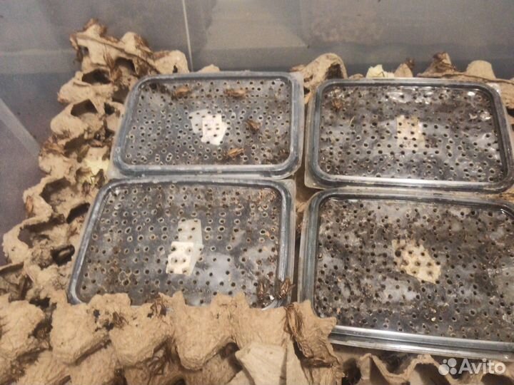 Кормовые насекомые. Сверчки. Мраморные тараканы