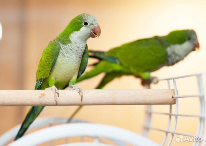 Птенцы калита, квакер, монах зеленые