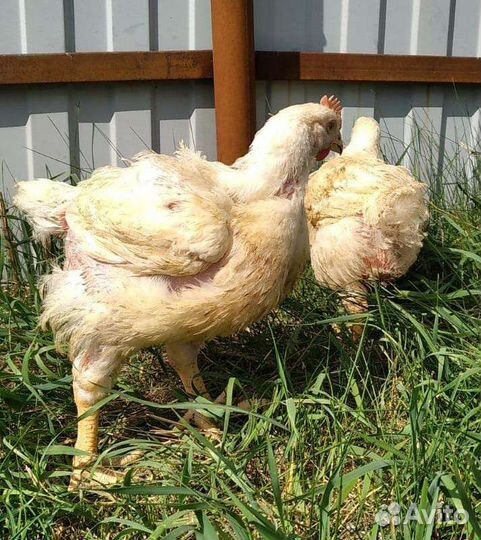 Цыплята бройлеры, утята, муларды