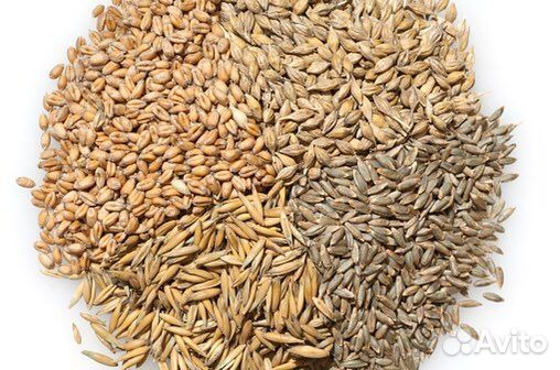 Овес, ячмень, пшеница