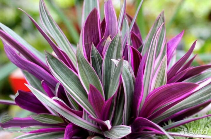 Суккуленты детки очиток седум традесканция молочай