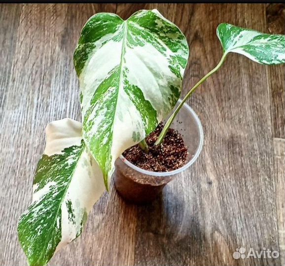 Монстера Альба