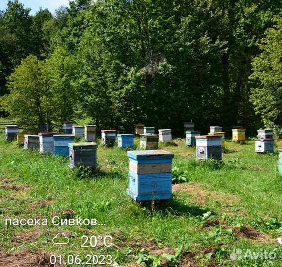 Мёд натуральный