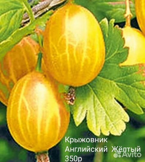 Крыжовник, актинидии