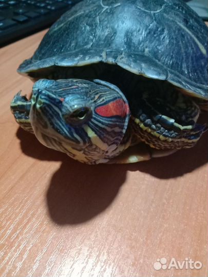 Черепаха красноухая водная отдам