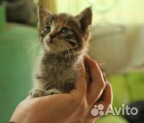 Котенок из приюта, в дар