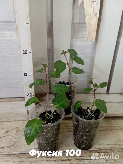 Комнатные цветы растение фуксия