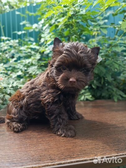 Шоколадная Красотка