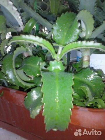 Каланхоэ лечебное молодое