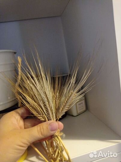Букет колосья пшеницы