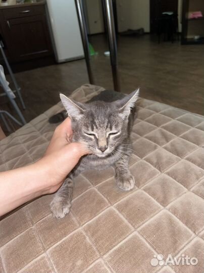 Отдам котенка в добрые руки