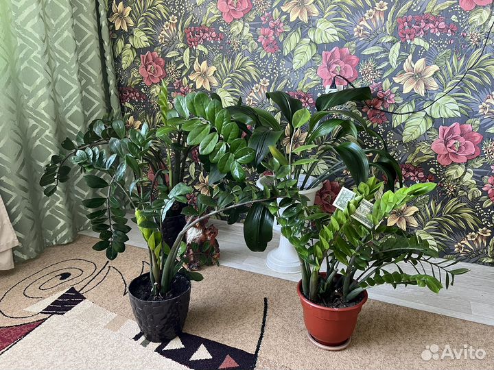 Замиокулькас