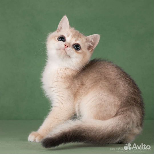 Мальчик голубое золото Rolls-Royce