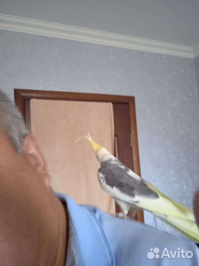 Попугай корелла ручной самец