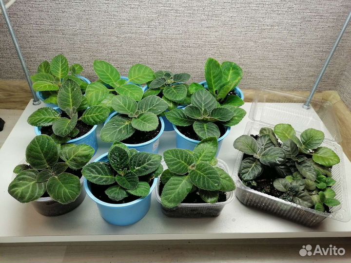 Глоксиния махровая